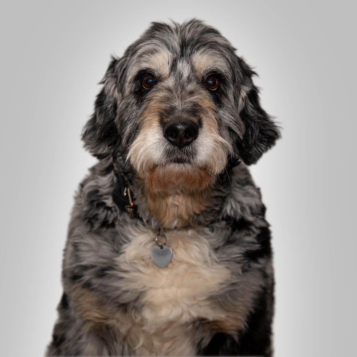 Ein grau schwarz gemusterter Hund mit sanftem Gesichtsausdruck und rundem Herzanhänger