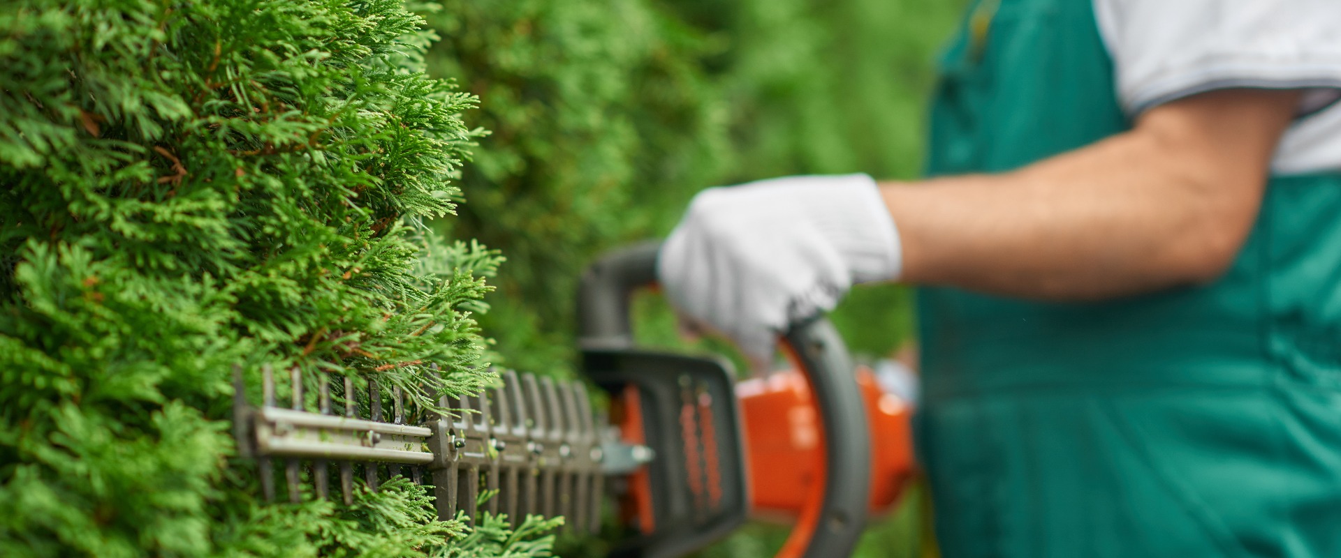 Close up of man hand with hedge trimmer cutting bushes.