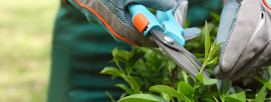 Ein Arbeiter schneidet draußen mit einer Gartenschere einen Busch – Nahaufnahme. Auch Gartenarbeit