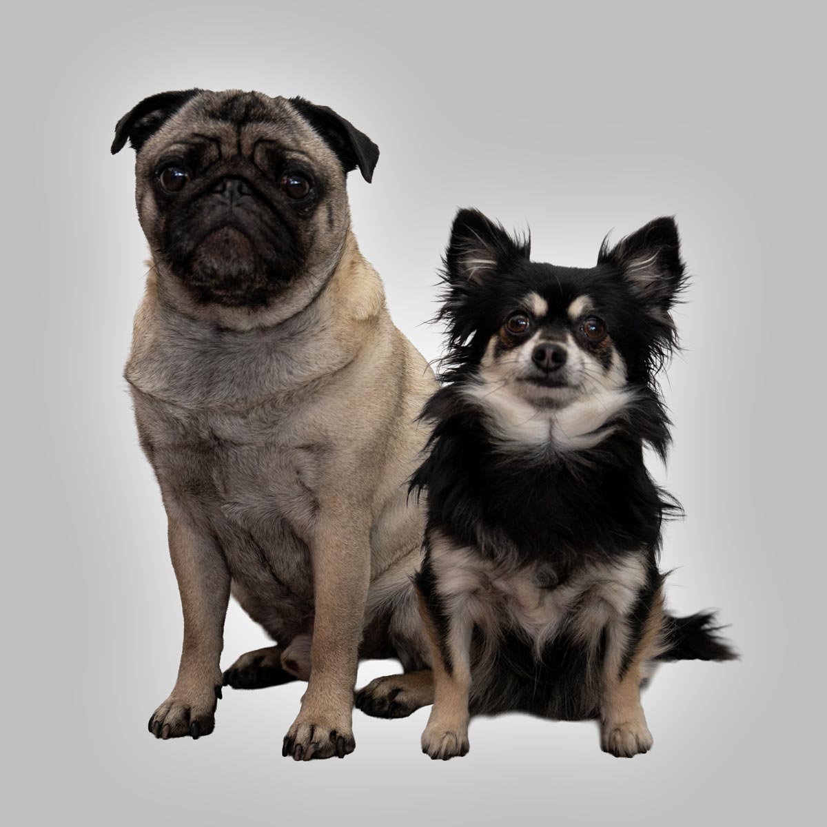 Mops und Chihuahua mit ruhigem Blick in Beige und Schwarz auf Grau
